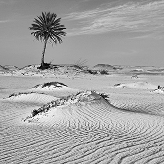 Sparse vegetation